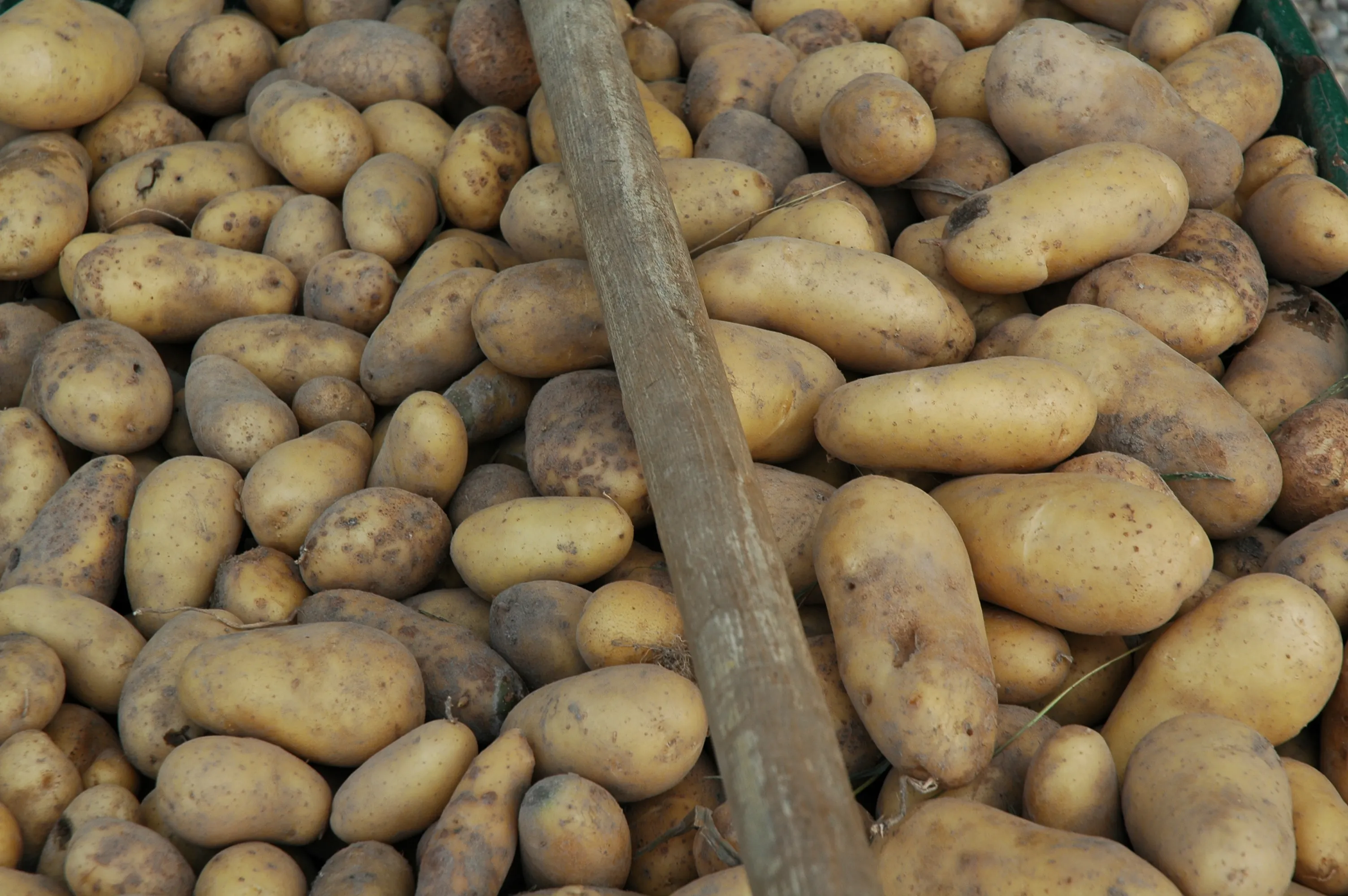 Le potager du château