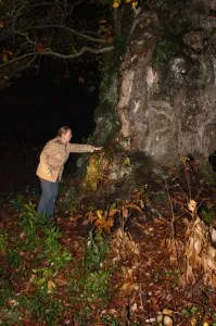 Une énergie se dégage de ce bel arbre