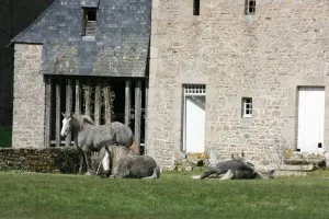 percherons-couches
